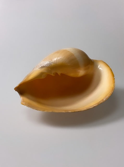 Large vintage sea shell