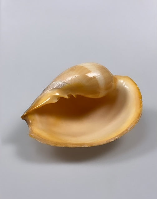 Large vintage sea shell